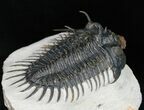 Large Spiny Comura Trilobite - Awesome Eyes! #11927-2